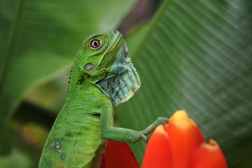 Juvenile green iguana