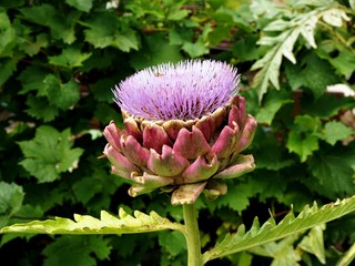 Artichoke flower with pretty purple petals closeup