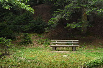 Landscape with wooden bench in forest