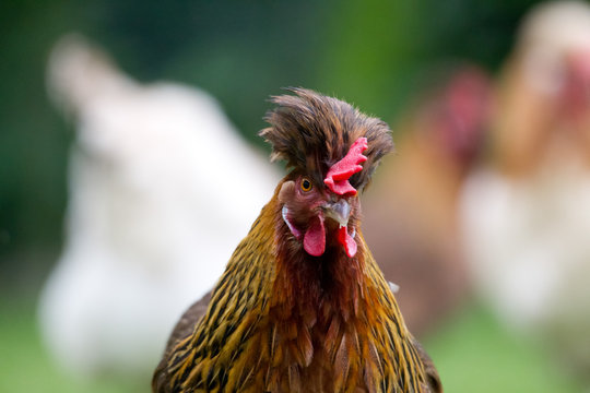 Bio, biologisch, biologische, Bodenhaltung, Eier, Gefl&uuml;gel, Henne, Huhn, Landwirt, Mann, nachaltig, Nachhaltigkeit, Natur, Tier, Tiere, Tierschutz, ursprung, Z&uuml;chter, Rasse Sulmtaler H&uuml;hner