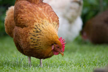 Adobe Stock eingereicht 15.08.2018