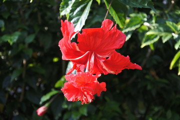 Red Hibiscus flowers