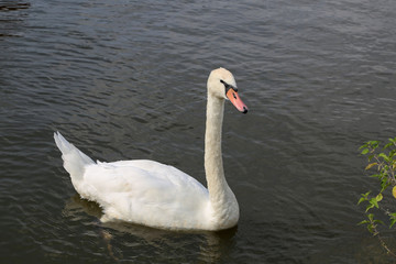 Naklejka premium White swan on the river