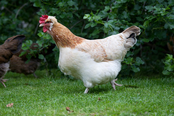 Adobe Stock eingereicht 07112018