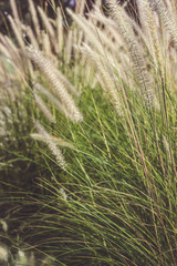 Ornamental grass field on a summer sunset