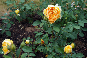 Yellow flowers of rose.