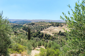 Fototapeta na wymiar Olive plantation in Crete, the island of olive trees, as far as your eye can see there are only olive trees