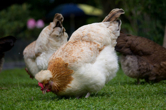 Sulmtaler Huhn