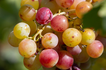 Bunch of grapes on a vine in the sunshine The winegrowers grapes on a vine