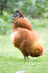 New Hampshire Huhn