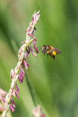abeille sur fleur de maïs