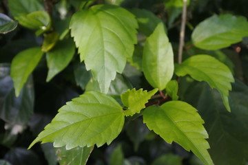 Fresh hibiscus leaves