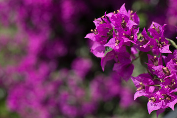 Closeup image of purple bougainvillea flowers in nature