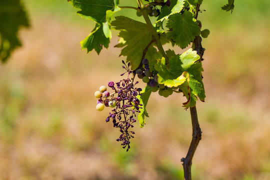 mildiou sur grappe de raisin