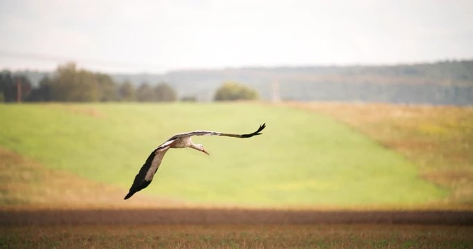 Stork Bird Flying over Field Slow Motion Medium shot Wild Nature video