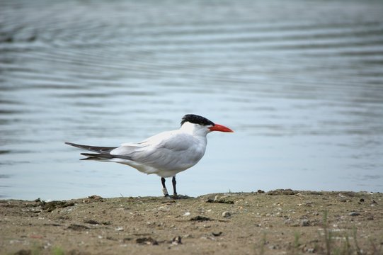 Caspian Tern at dam