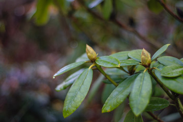 Rhododendron