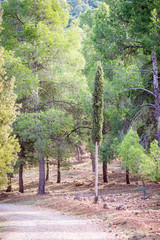 Obraz premium Day in the forest