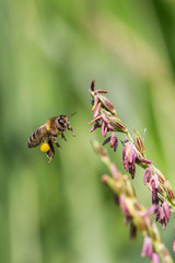 abeille au bout d'une fleur de maïs