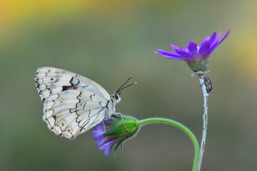 Satyridae / Anadolu Melikesi / Balkan Marbled White / Melanargia larissa	
