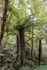 Fototapeta na wymiar Tree Ferns in New Zealand