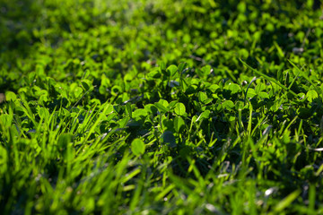 Grass at sunset