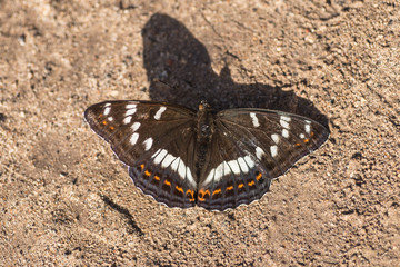 White butterfly sitting on the sand. Summer day