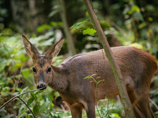 Roe deer in forest, Capreolus capreolus. Wild roe deer in nature.
