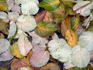 Zen Hintergrund bunte Blätter auf Wasser