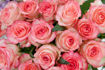 pink rose