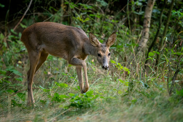 Roe deer in forest, Capreolus capreolus. Wild roe deer in nature.