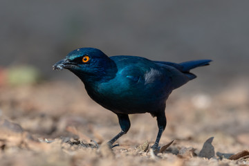 Cape glossy starling with insect in beak foraging on the ground, Namibia