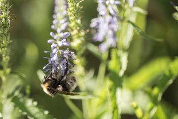 Beautiful meadow with wild flowers and bees.
