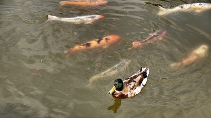 Ente und Kois im japanischen Teich