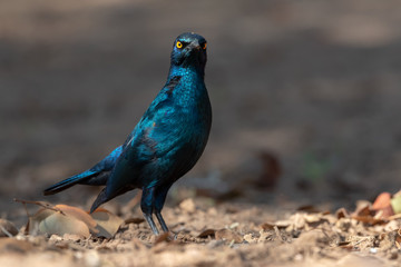 Cape glossy starling bird looking stricly, gloomy at camera, Namibia