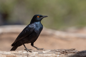 Black cape glossy starling in bright sunlight on wood, soft background