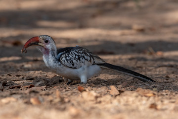 Red-billed damara Hornbill with fat juicy worm in beak on sandy ground, Namibia