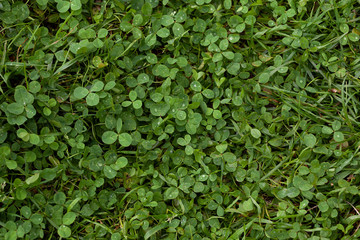 Raindrops on grass and clover leaves