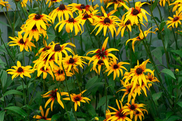 Yellow rudbeckia in the garden