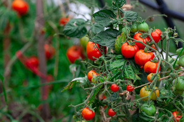 Tomatoes growing in a branch in a rustic garden