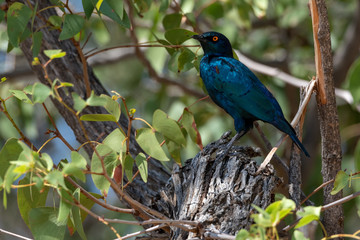Brightly shimmering blue cape glossy starling amongst green leaves in a tree