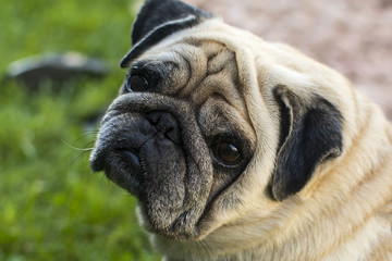 Pug looks in the eyes of the owner