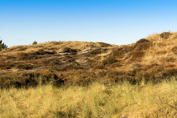 Fototapeta na wymiar Dünen mit Dünengrass vor blauem Himmel