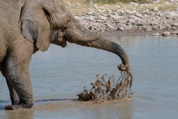 Fototapeta premium Elephant playing with water at waterhole covered in wet mud, Etosha National Park, Namibia