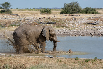 Large elephant at waterhole playing with water and cooling down in the heat