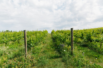 Vineyard in Northern Michigan