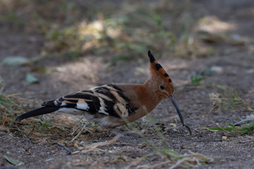 Successful Hoepoe foraging on ground with insect in beak