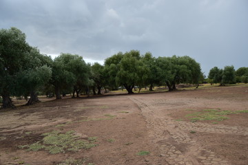 alberi trees