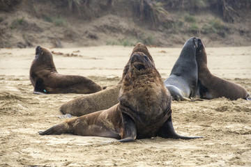 Fototapeta premium Sea Lions on Cannibal Bay