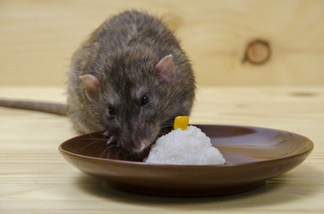 Rat eats rice with corn.